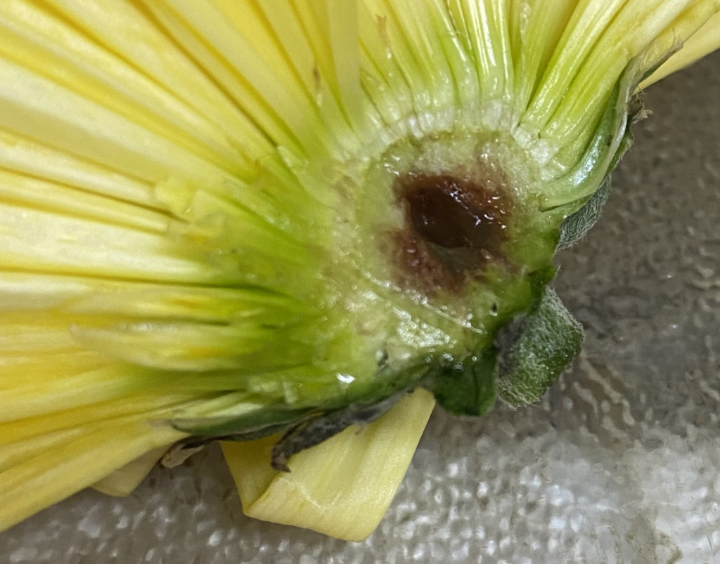 Bacterias