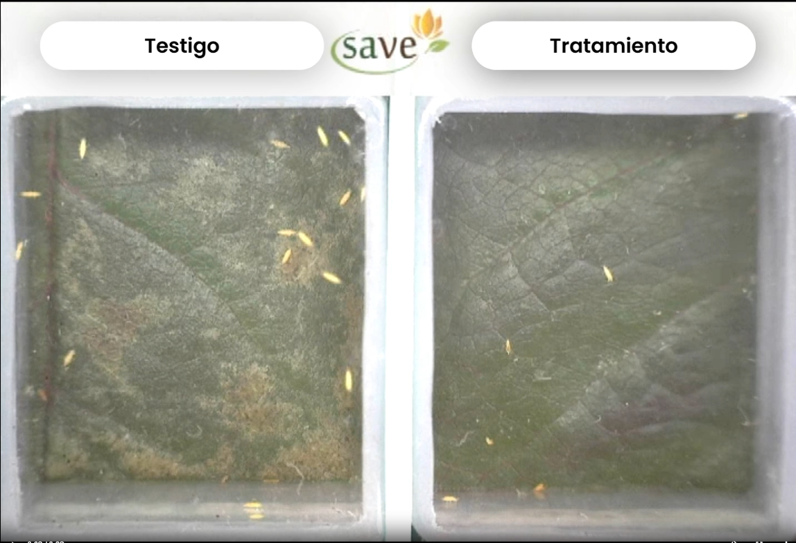 Miniatura del video de Thrips