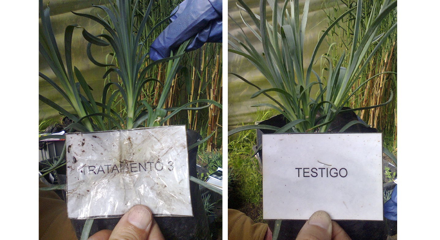 Proyectos de investigación en campo