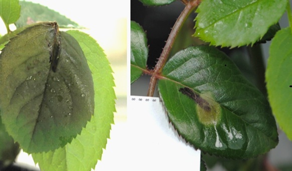 Miniatura del video de Botrytis
