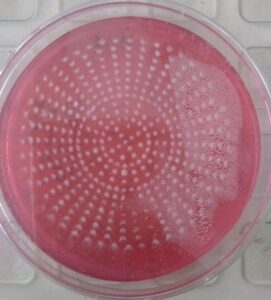 Patrón de crecimiento microbiológico