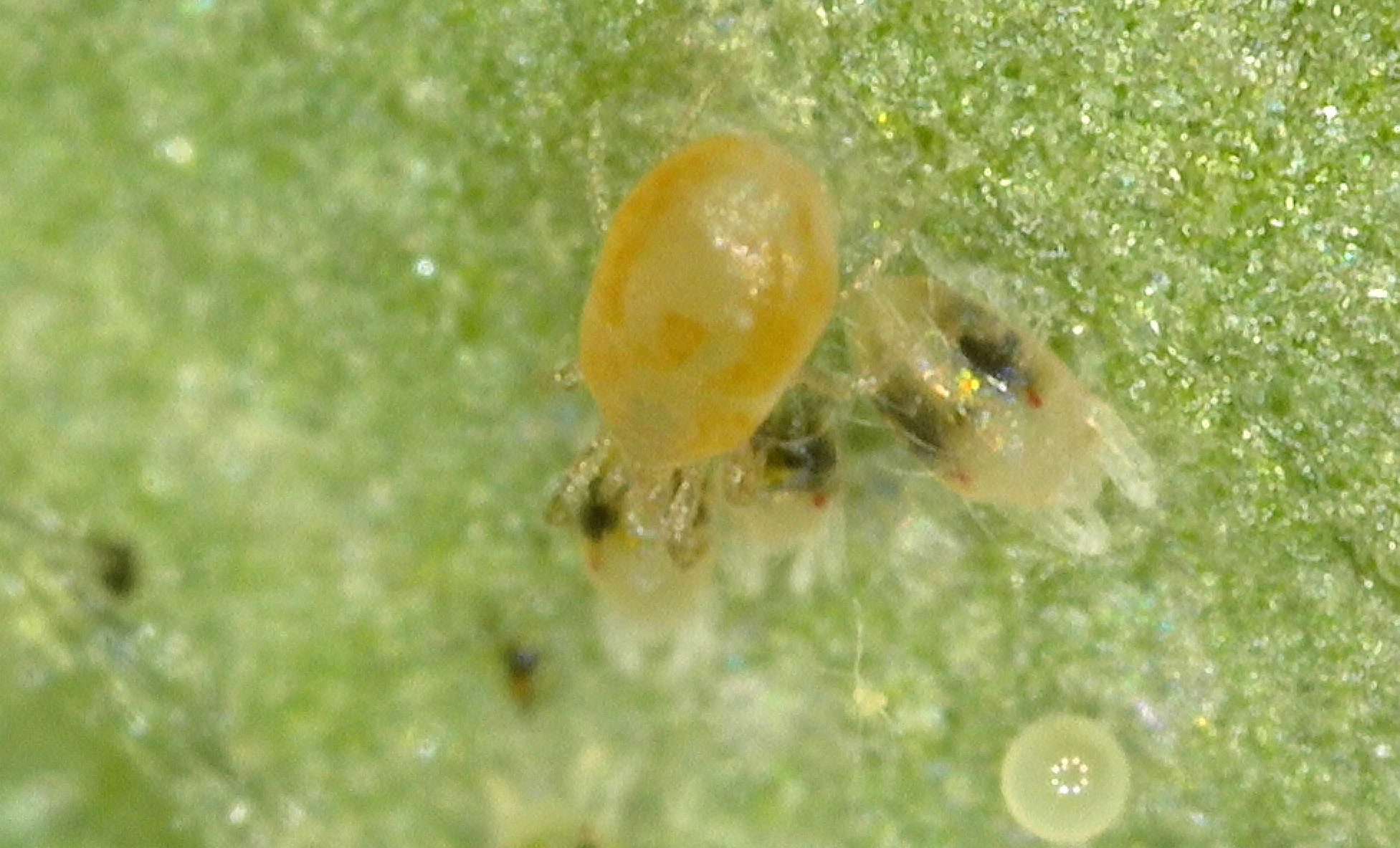 Selectividad de insumos de control vs. predadores y parasitoides