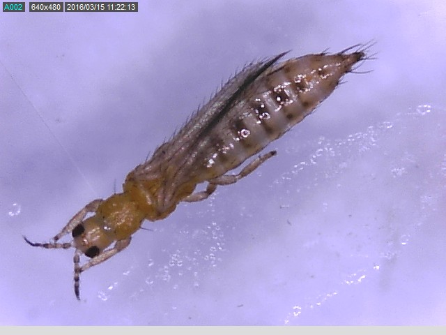 Miniatura del video de Thrips